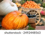 Display of pumpkin and gourd from the harvest fair festival with many homegrown and heirloom species that has been organically grown locally for fall and autumn season