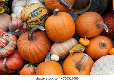 Display of pumpkins in hot house environment in Singapore