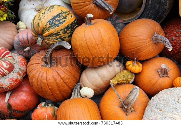 Display\
of pumpkins in hot house environment in\
Singapore