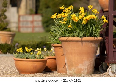 Display of Spring Flowering Daffodils (Narcissus 'Tete a Tete') in Terracotta Pots on a Terrace in Trentham Gardens stoke on trent staffordshire - Shutterstock ID 2177741161