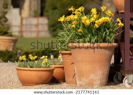 Display of Spring Flowering Daffodils (Narcissus 'Tete a Tete') in Terracotta Pots on a Terrace in Trentham Gardens stoke on trent staffordshire