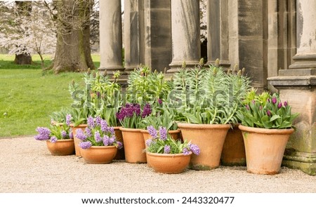 Display of Spring Flowering Daffodils (Narcissus 'Tete a Tete') in Terracotta Pots on a Terrace, in a public park, spring time easter floral display
