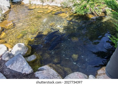 Display Of Trout, Charlevoix, Michigan