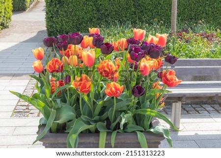 A display of tulips, with tulipa lambada,crossfire and paul scherer producing beautiful spring colour