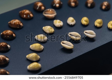 displayed shells in the museum