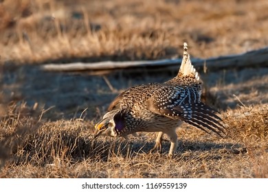 A Displaying Sharp-Tailed Grouse, Tympanuchus Phasianellus