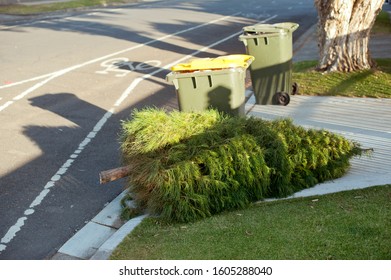 Disposal Christmas Tree On The Street Near Recycling Bin. Australia, Melbourne. 