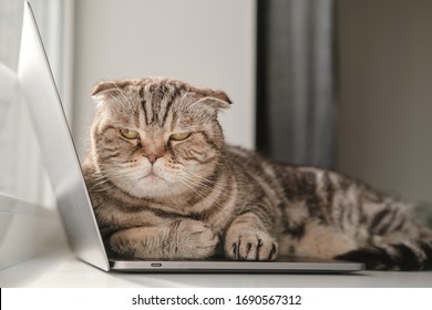 Dissatisfied cat Scottish Fold from lack of attention lay down on the ultrabook and prevents the owner from working with a laptop