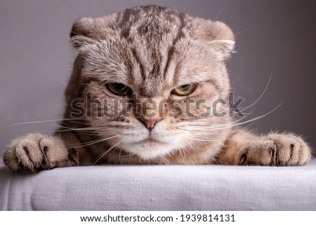 Dissatisfied Scottish Fold cat is on the table and angrily looks at the camera. Close-up.
