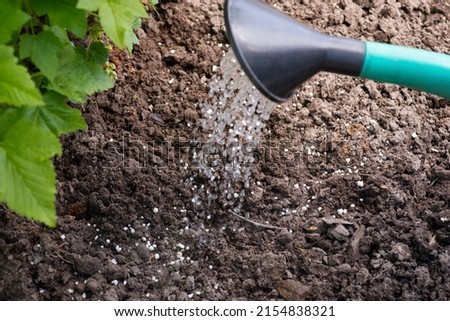 Dissolving granulated fertilizer in soil with water. Fertilizing bushes concept Stock photo © 