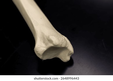 Distal Human Tibia Model View