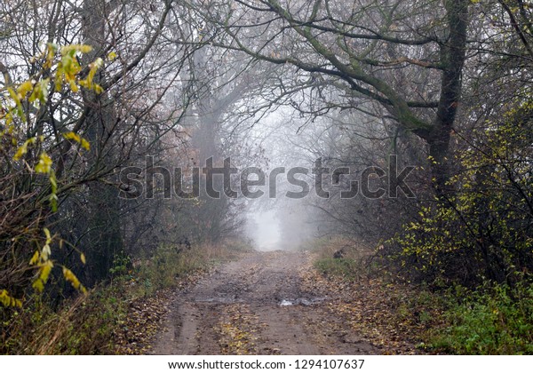 Distance asphalt road along planted trees,\
dirt and traces of cars, morning foggy\
time