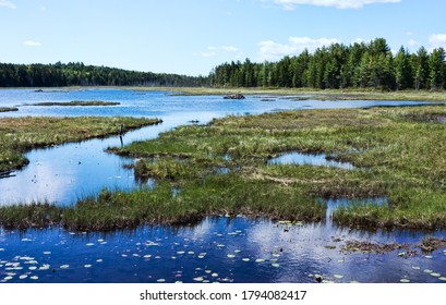 Distant beaver dam amid a small pond and forest surrounded marshland along the Down East Sunrise Trail in Maine on a summer day.