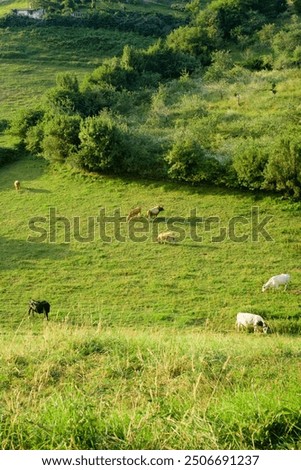 Distant cows in a green pasture from above