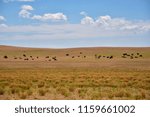 Distant herd of buffalo