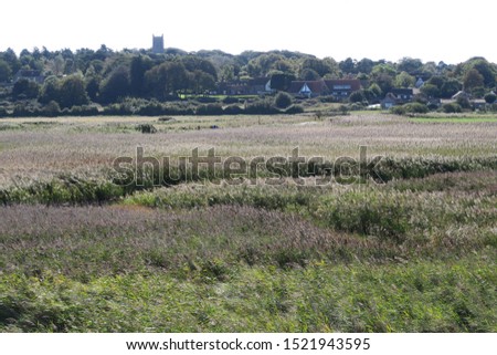 distant image of large reed bed or rush bed in Norfolk UK.