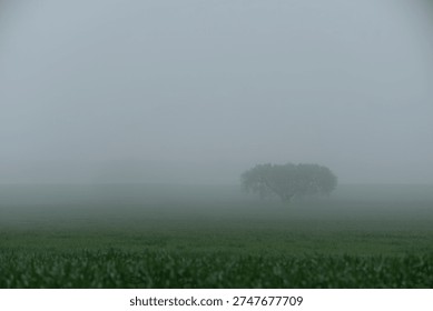 Distant olive tree barely visible in dense morning fog over green agricultural field.