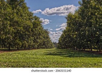 Distant Patch Of Grass Pecan Tree Orchard Farm In Rural Georgia On A Beautiful Day