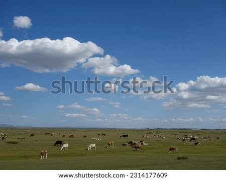 A distant shot of cattle grazing in a green steppe under the clouds and blue sky