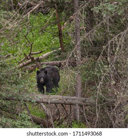 Distant Stare From A Black Bear In Colorado Forest