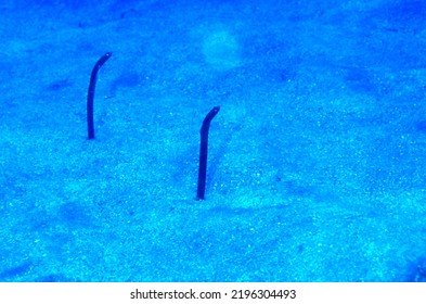 Distant View Of Garden Eels Emerging From Their Holes In The Sandy Sea Bed. These Eels Are Extremely Shy And Withdraw Into The Sand If Approached 