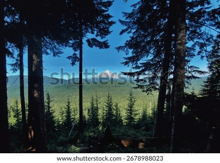 Distant View of Mount Hood’s Snow-Capped Peak Framed by Dark Evergreen Trees from the Pacific Crest Trail