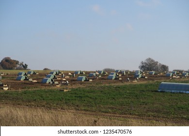 Distant View Of Organic Pig Farm. Pens And Shelters In Distance UK Agriculture