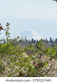 A distant view of snow-capped Mount Rainier from the Union Bay Natural Area in Seattle, Washington, framed by salmonberry (Rubus spectabilis) and wetland plants.