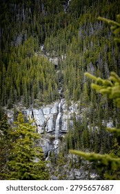 Distant waterfall threading down a forested mountainside of spruce and fir, Icefields Parkway, Canadian Rockies, Alberta, Canada.