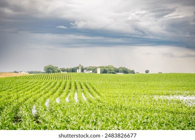 Distant Wet and muddy rows in a corn field after a rain downpour.