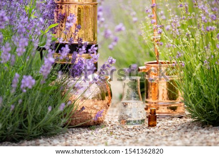 Distilling apparatus alembic with esential oil between of lavender field lines.