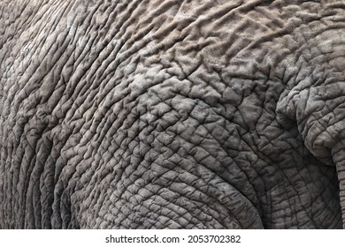 Distinct Wrinkled Texture Of Elephant Skin, Close Up