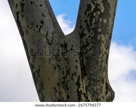 The distinctive forked trunk of a sycamore or plane tree shows its camouflage-like mottled bark pattern of green and grey against a blue sky with clouds