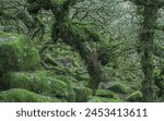 The distinctive gnarled moss and fern covered oaks in Wistman
