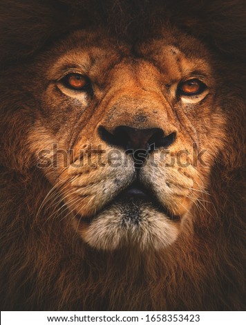 Distinctive, matte lion's portrait. Portrait lion. Photo from animal live.