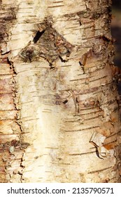 The Distinctive Pale Bark Of A Silver Birch Tree. As These Fast Growing Trees Age The Bark Becomes More Fissured  And Flakes Away In Strips.