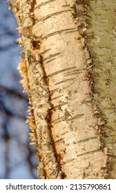 The distinctive pale bark of a Silver Birch tree. As these fast growing trees age the bark becomes more fissured  and flakes away in strips.