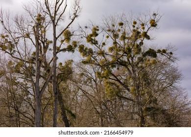 A distinctive row of trees at the edge of a field with lots of mistletoe