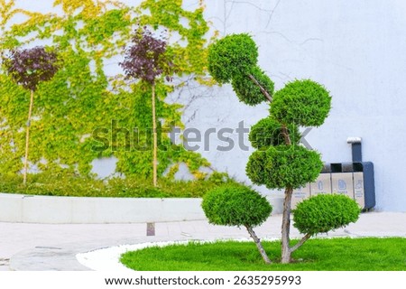 Distinctive topiary tree featuring a spiral shape, surrounded by green grass and vibrant wall foliage in an urban setting in Kyiv.