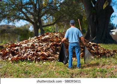 A Distraught Man With A Rake And Garbage Bag In His Hands Is Standing In Front Of A Giant Pile Of Leaves Which He Has To Somehow Bag Up All By Himself, A Daunting Yard Work Job.