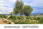 In the district of Tarsus, on the rocky slopes at the foothills of Taurus Mountains, stands an typical Tarsus Sariulak olive tree, a local variety known for its large, yellowish fruits