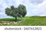 In the district of Tarsus, on the rocky slopes at the foothills of Taurus Mountains, stands an ancient and typical Tarsus Sariulak olive tree, a local variety known for its large, yellowish fruits