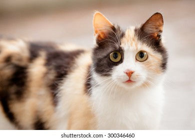 Distrustful Domestic Cat With Big Eyes 