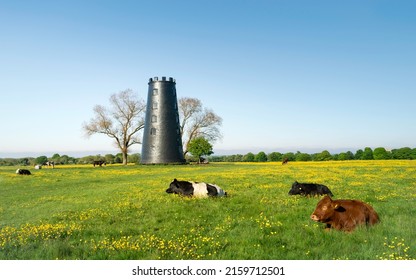 Disused mill flanked by trees and surrounded by grass and flowering buttercups while cattle rest on a fine speing morning under blue sky on the Westwood, Beverley, Yorkshire, UK.