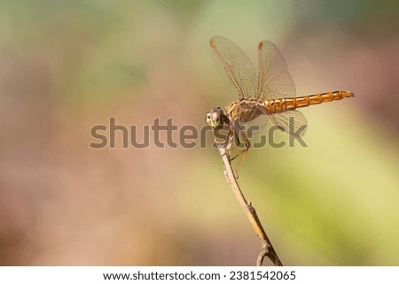 Ditch Jewel Dragonfly perching on the tip of a stick on blur earthtone background