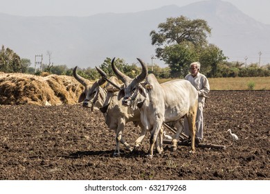 DIU, INDIA - FBRUARY 27, 2017: A Farmer Is Harrowing His Field With A Pair Of Oxen Near Diu, Gujarat, India. A Little Bird Follows Him.