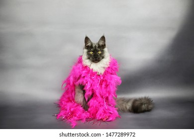 Diva Cat Queen Of The Cats Wearing Feather Boa