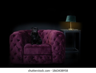 The Diva Dog In The Chair 