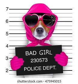 Diva Lady Girl  Dog Posing For A Lovely Mugshot, As A Criminal And Thief With Broken Sunglasses And Scarf