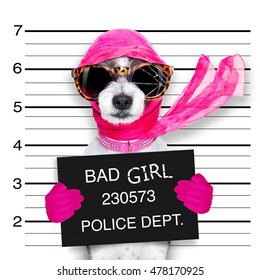 Diva Lady Girl  Dog Posing For A Lovely Mugshot, As A Criminal And Thief With Broken Sunglasses And Scarf